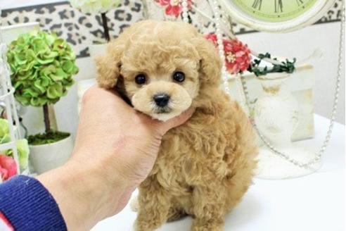 成約済の大阪府のトイプードル-15110の3枚目