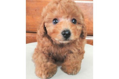 成約済の岡山県のトイプードル-15418の1枚目