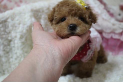 成約済の奈良県のトイプードル-15421の1枚目