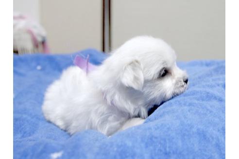 成約済の埼玉県のマルチーズ-14900の3枚目