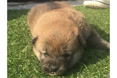 成約済の長崎県の柴犬-14891の1枚目
