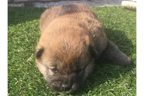 成約済の長崎県の柴犬-14891の2枚目