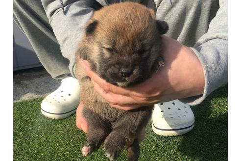 成約済の長崎県の柴犬-14891の3枚目