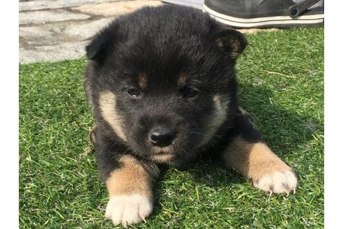 成約済の長崎県の柴犬-14260の1枚目