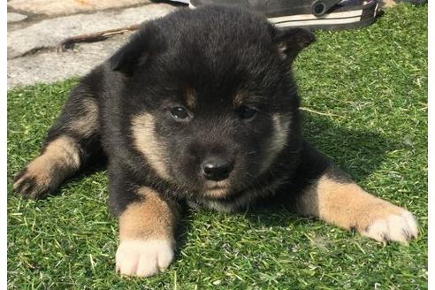 成約済の長崎県の柴犬-14260の2枚目