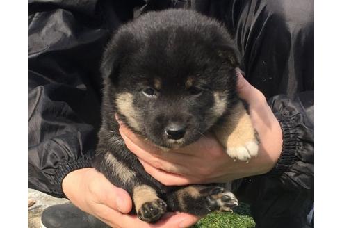 成約済の長崎県の柴犬-14260の3枚目