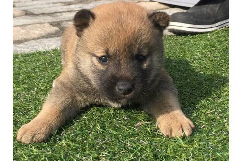 成約済の長崎県の柴犬-14261の1枚目