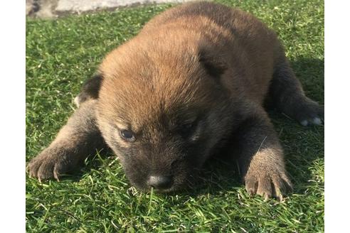 成約済の長崎県の柴犬-14261の2枚目