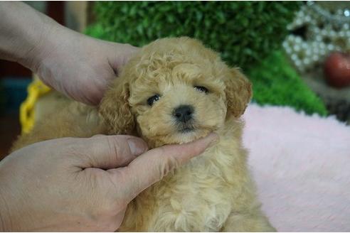 成約済の京都府のトイプードル-15245の1枚目