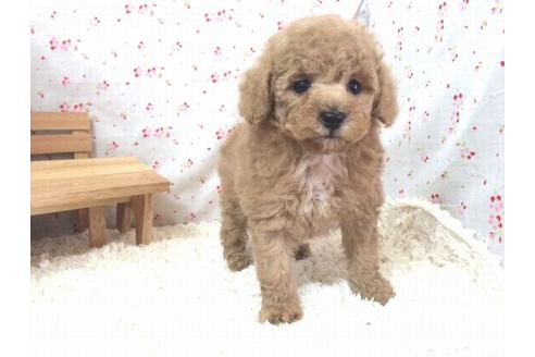 成約済の滋賀県のトイプードル-15432の2枚目