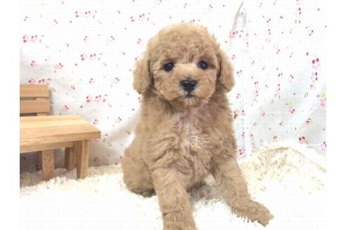 成約済の滋賀県のトイプードル-15432の1枚目