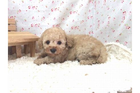 成約済の滋賀県のトイプードル-15433の2枚目