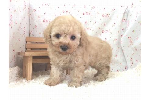 成約済の滋賀県のトイプードル-15433の1枚目