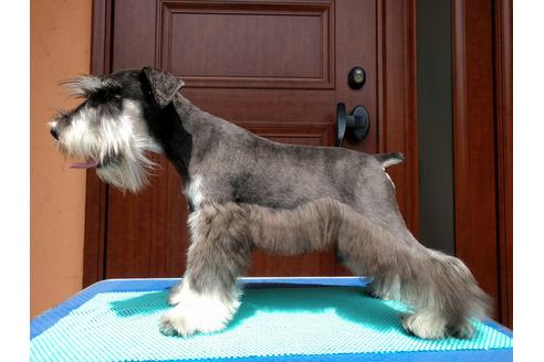 成約済の千葉県のミニチュアシュナウザー-12973の1枚目