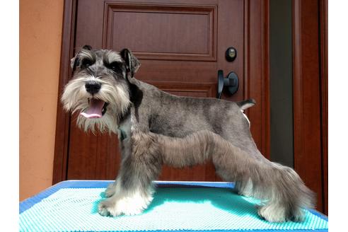 成約済の千葉県のミニチュアシュナウザー-12973の5枚目