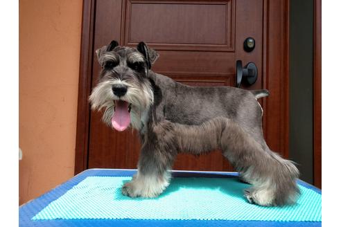 成約済の千葉県のミニチュアシュナウザー-12973の4枚目