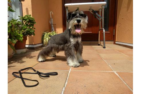 成約済の千葉県のミニチュアシュナウザー-12973の3枚目