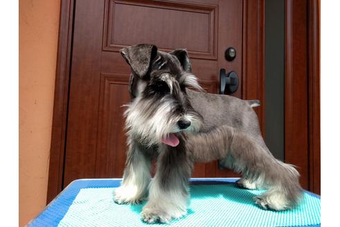 成約済の千葉県のミニチュアシュナウザー-12973の2枚目