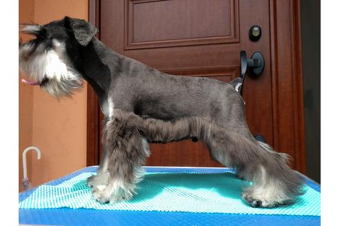 成約済の千葉県のミニチュアシュナウザー-12974の1枚目