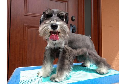 成約済の千葉県のミニチュアシュナウザー-12974の5枚目