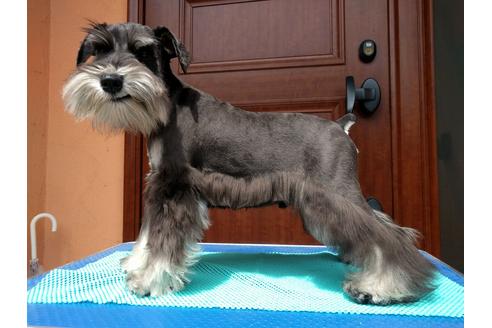 成約済の千葉県のミニチュアシュナウザー-12974の4枚目