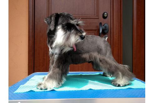 成約済の千葉県のミニチュアシュナウザー-12974の3枚目