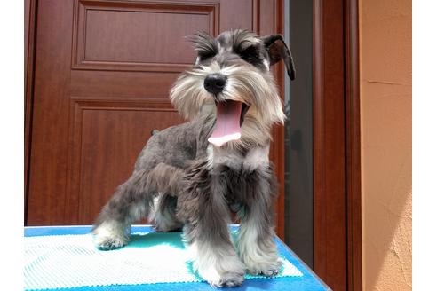 成約済の千葉県のミニチュアシュナウザー-12974の2枚目