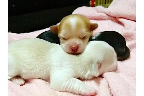成約済の愛知県のチワワ-15449の2枚目