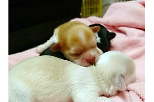 成約済の愛知県のチワワ-15449の1枚目