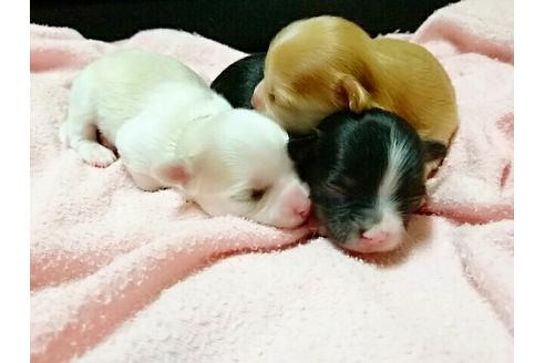 成約済の愛知県のチワワ-15450の2枚目