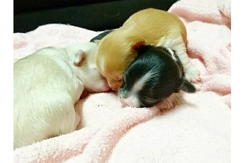 成約済の愛知県のチワワ-15450の1枚目