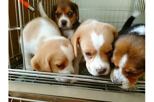 成約済の愛知県のビーグル-14370の1枚目