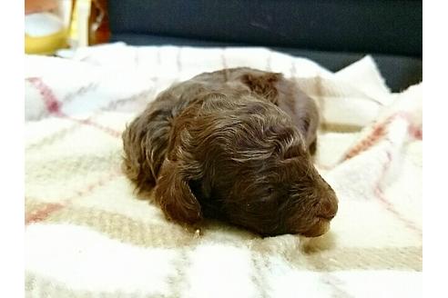 成約済の愛知県のトイプードル-14383の2枚目