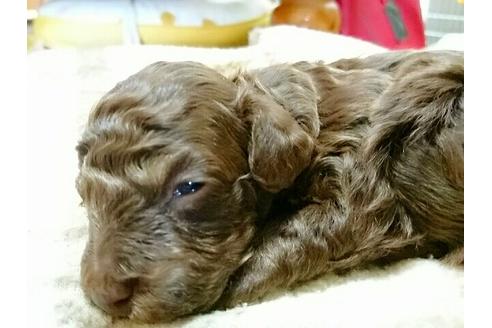 成約済の愛知県のトイプードル-14383の1枚目
