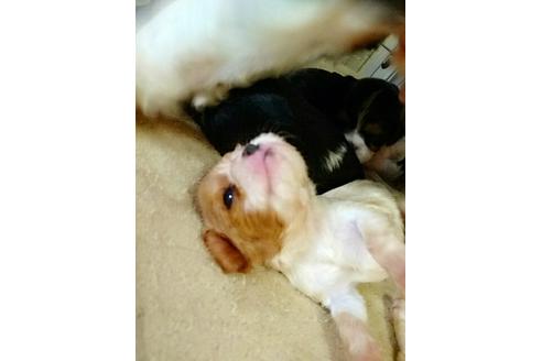 成約済の愛知県のキャバリアキングチャールズスパニエル-15454の2枚目