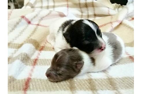 成約済の愛知県のポメラニアン-15458の2枚目