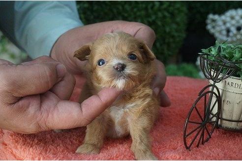 成約済の京都府のミックス犬-15462の2枚目