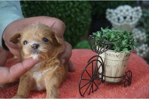 成約済の京都府のミックス犬-15462の3枚目