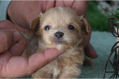 成約済の京都府のミックス犬-15463の1枚目