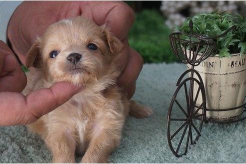 成約済の京都府のミックス犬-15463の2枚目