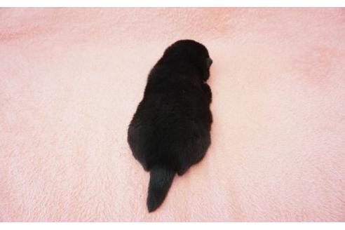成約済の奈良県の柴犬-15499の2枚目