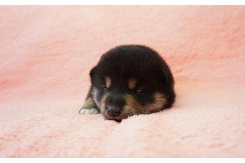 成約済の奈良県の柴犬-15499の3枚目