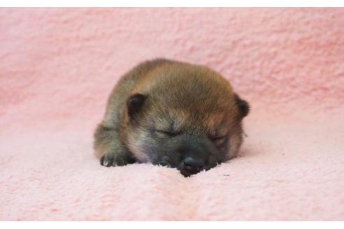成約済の奈良県の柴犬-15501の1枚目