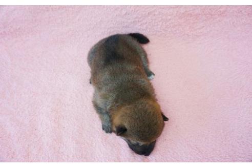 成約済の奈良県の柴犬-15501の2枚目