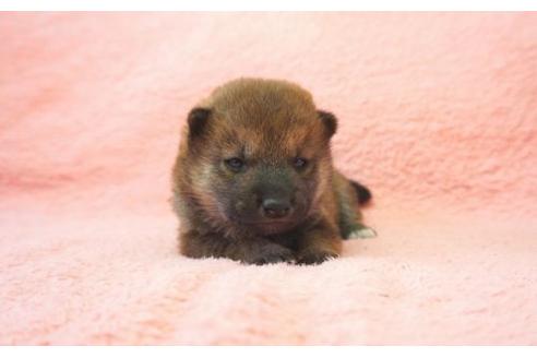 成約済の奈良県の柴犬-15501の3枚目