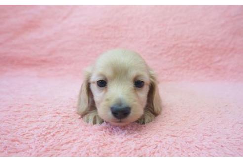 成約済の奈良県のミニチュアダックスフンド-15193の3枚目