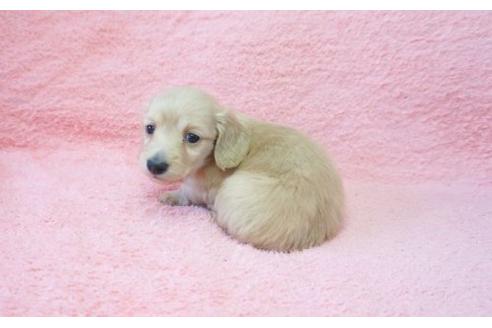 成約済の奈良県のミニチュアダックスフンド-15193の1枚目