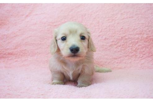 成約済の奈良県のミニチュアダックスフンド-15193の2枚目