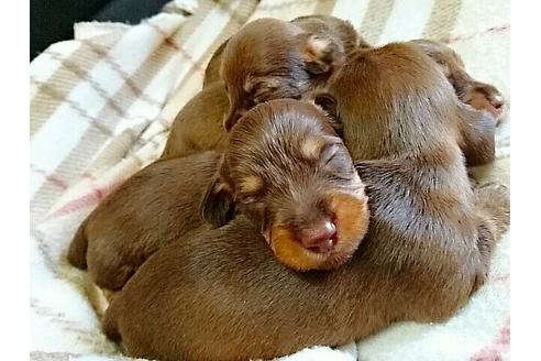 成約済の愛知県のミニチュアダックスフンド-15503の2枚目