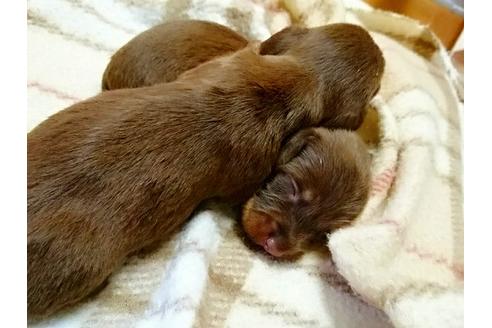 成約済の愛知県のミニチュアダックスフンド-15503の1枚目